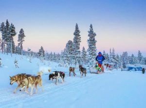 Trineo de perros - Actividades en Laponia
