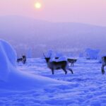 Viaje Laponia