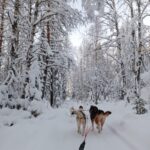 Trineo perros huskies en Laponia